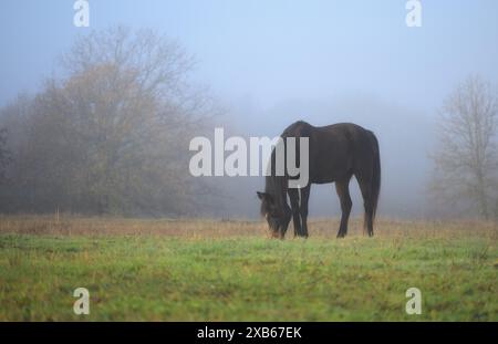 Dunkle Bucht Arabisches Pferd weidet an einem nebeligen frühen Frühlingsmorgen Stockfoto