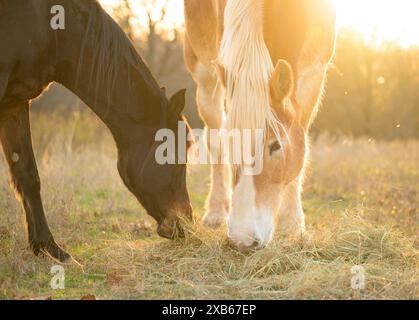 Ein belgisches Frittierpferd und ein arabisches Pferd teilen sich Heu auf der Frühfrühlingsweide, gegen untergehende Sonne Stockfoto