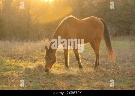 Rote Bucht Arabisches Pferd isst Heu auf der Frühlingsweide, beleuchtet von Sonnenuntergang; mit einem Sonnenlicht Stockfoto