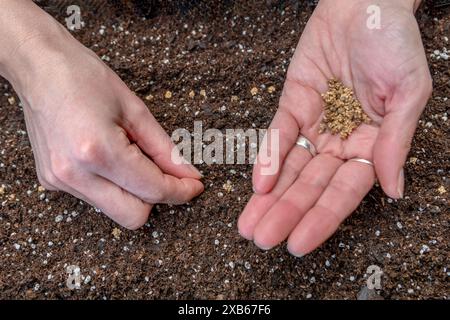 Weibliche Hand pflanzt Rote-Bete-Samen in schwarzen Boden, Nahaufnahme Stockfoto