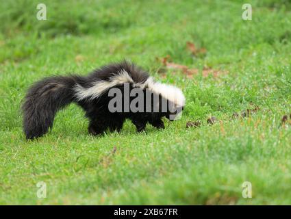 Junge gestreifte Stinktiere, die im Frühjahr in einem taufenden Gras nach Würmern suchen Stockfoto