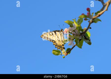 Osttigerschwalbenschwanz-Schmetterling, der im Frühjahr Nektar von einer Apfelblüte bekommt; vor klarem blauem Himmel, mit Kopierraum Stockfoto