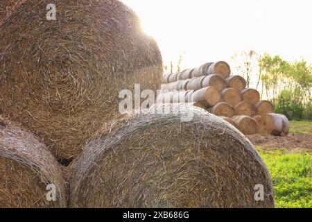 Viele Heuballen im Freien an sonnigen Tagen, Schließung Stockfoto