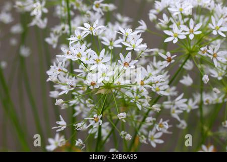 Haariger Knoblauch, Allium subhirsutum, Amarillidaceae. Mittelmeer. Allium subhirsutum, der haarige Knoblauch, ist ein ausdauerndes Kraut. Stockfoto