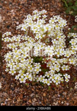 Saxifraga latepetiolata, Saxifragaceae. Spanien, Mittelmeer. Saxifraga ist die größte Gattung in der Familie der Saxifragaceae mit > 473 Arten. Stockfoto