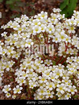 Saxifraga latepetiolata, Saxifragaceae. Spanien, Mittelmeer. Saxifraga ist die größte Gattung in der Familie der Saxifragaceae mit > 473 Arten. Stockfoto