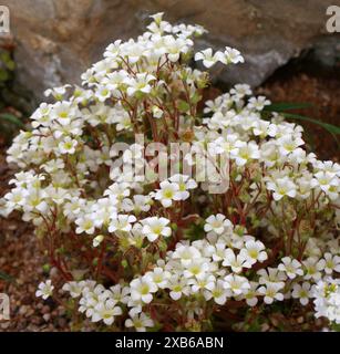 Saxifraga latepetiolata, Saxifragaceae. Spanien, Mittelmeer. Saxifraga ist die größte Gattung in der Familie der Saxifragaceae mit > 473 Arten. Stockfoto