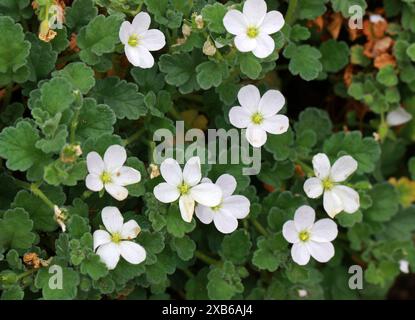 Korsika Storksbill, Erodium corsicum 'Album', Geraniaceae. Korsika, Sardinien, Mittelmeer. Stockfoto