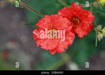 Geum 'Mrs. J Bradshaw', Rosaceae. Geum ist eine Gattung von etwa 50 Arten ausdauernder krautiger Pflanzen aus der Familie der Rosengewächse. Stockfoto