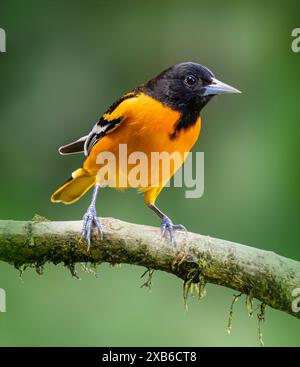 Baltimore Oriole Stockfoto