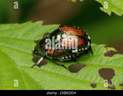 Ein Paar japanischer Käfer (Popillia japonica) mit metallischem Kupfer und grünen Flügelabdeckungen liegt auf einem grünen brombeerblatt Stockfoto