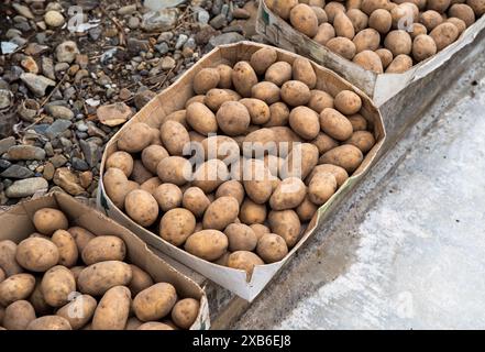 Mehrere Kisten mit frischer Kartoffelernte im Herbst Stockfoto