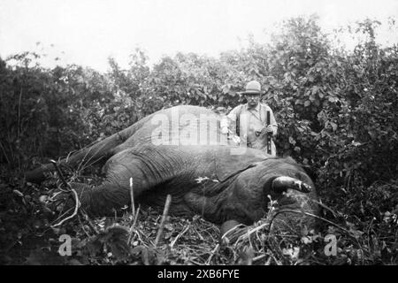 US-Ex-Präsident Theodore Roosevelt (1858–1919) stand über einem afrikanischen Elefanten, den er 1909 während der Afrikanischen Expedition Smithsonian–Roosevelt erschossen hatte, wo er zusammen mit seinem Sohn Kermit versuchte, Exemplare für das neue Naturkundemuseum des Smithsonian zu sammeln. Stockfoto