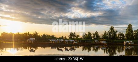 Camargue Pferde auf einer Ranch in Saintes-Maries-de-la-Mer, bei Sonnenaufgang, in den Bouches du Rhône in der Provence, Frankreich Stockfoto