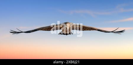 Ein großer Vogel-Geier gleitet anmutig durch den klaren blauen Himmel in dieser Szene, seine Flügel ausgebreitet, während er den Wind fängt und mühelos aufsteigt Stockfoto