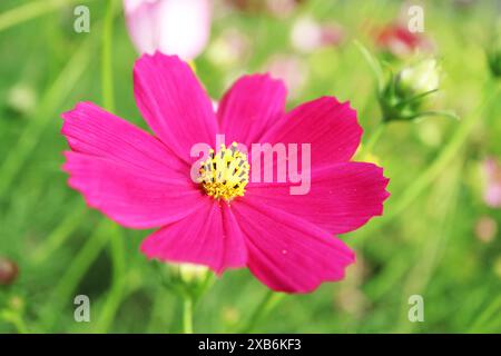 Nahaufnahme des angesagten Hot Pink Garden Cosmos oder der mexikanischen Aster Blooming im Feld Stockfoto