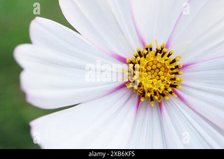 Nahaufnahme des wunderschönen Details der blühenden Gartenkosmos Florets Stockfoto