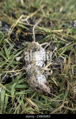 Details über tote Säugetiere im Wald, Fauna Stockfoto