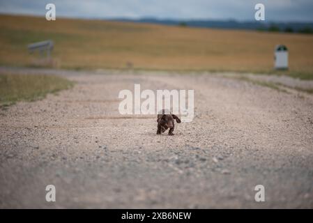 Dackelhündchen laufen auf einer Staubstraße Stockfoto