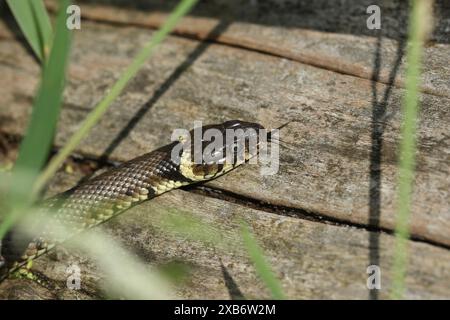 Eine Jagd-Grasschlange, Natrix natrix, die seine Zunge auf einem Baumstamm am Rande eines Flusses raussticht. Stockfoto