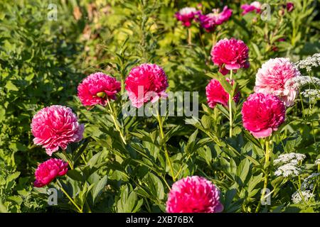 Blume Doppel tiefrosa Pfingstrose Mary Jo Legare, blühende paeonia lactiflora im Sommergarten Stockfoto