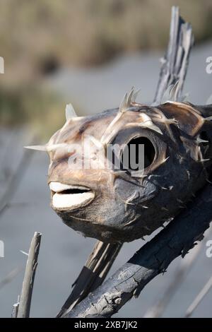 Getrockneter Kugelfisch am Waikawa Beach, Horowhoua, Nordinsel, Neuseeland Stockfoto