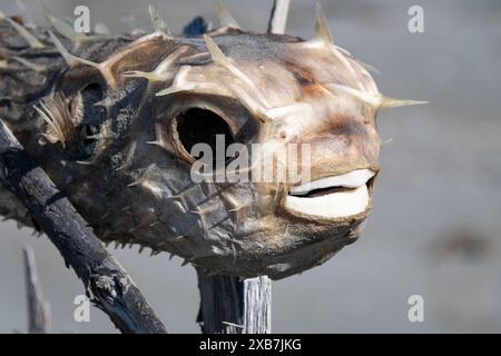 Getrockneter Kugelfisch am Waikawa Beach, Horowhoua, Nordinsel, Neuseeland Stockfoto