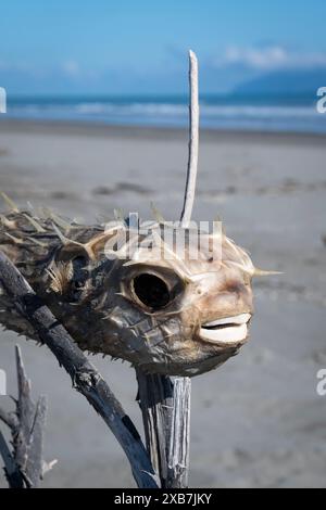 Getrockneter Kugelfisch am Waikawa Beach, Horowhoua, Nordinsel, Neuseeland Stockfoto