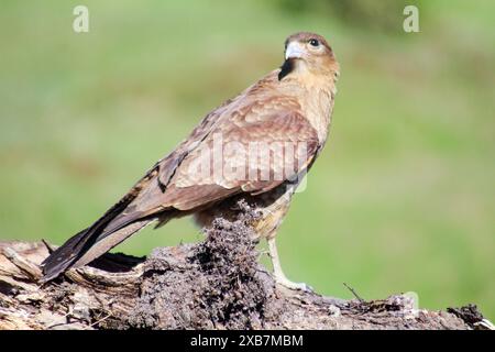 Falke, der draußen auf einem Holzstumpf mit grünem Grashintergrund sitzt Stockfoto