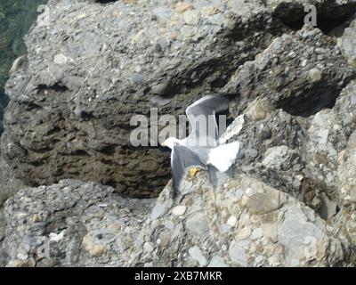 Eine Möwe im Flug über eine felsige Klippe Stockfoto