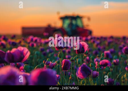 Landwirtschaftlicher Traktor, der bei Sonnenuntergang durch die kultivierte Opiummohnplantage fährt, selektiver Fokus Stockfoto