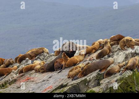 Seelöwen und Robben ruhen auf einer der Eclaireur-Inseln im Beagle-Kanal, gleich außerhalb des Hafens von Ushuaia Stockfoto