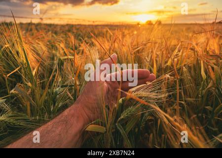 Kontrolle der Gerstenernteohren vor der Ernte, Nahaufnahme der Hand des männlichen Landwirts auf dem Feld, selektiver Fokus Stockfoto