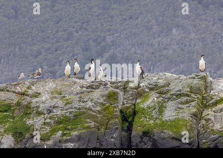 Delfinmöwen und junge Kaiserfischvögel sitzen zusammen auf einem Felsen im Beagle-Kanal, gleich außerhalb des Hafens von Ushuaia. Selektiver Fokus auf BI Stockfoto