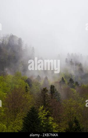 Ein bedeckter Himmel über üppigen ländlichen Wäldern Stockfoto