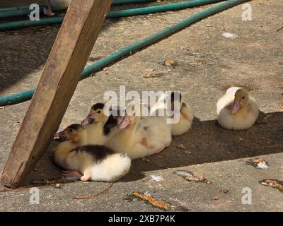 Mehrere entzückende Babyenten liegen auf Beton neben einer Holzstange Stockfoto