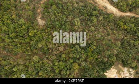 Luftdrohne Blick über die grünen Bäume, die am sonnigen Tag im Wald wachsen Stockfoto