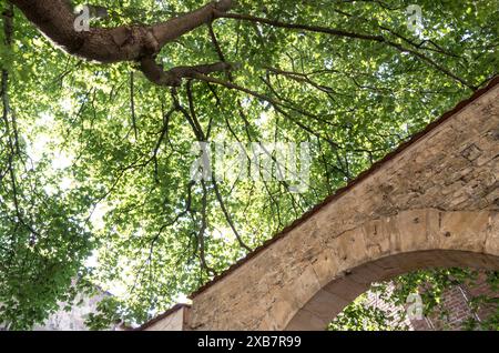 Ein Steinbogen unter einem Baum auf einem Weg, umgeben von üppigen Bäumen Stockfoto
