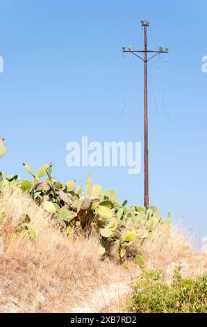 Eine Telefonstange, die hoch auf einem Feld steht Stockfoto