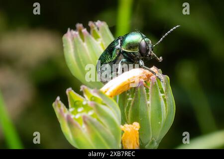 Cryptocephalus sericeus an Löwenzahnblüte Stockfoto