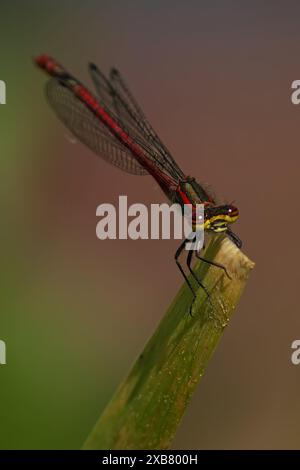 Eine Nahaufnahme einer großen roten Damselfliege, die auf der Pflanzenspitze thront Stockfoto