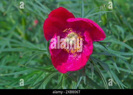 Rosa Pfingstrosen blühen im Garten vor einem Hintergrund grüner Blätter. Draufsicht. Stockfoto