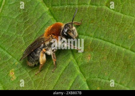 Eine Nahaufnahme einer frühen Bergbaubiene, Andrena Haemorrhoa Stockfoto