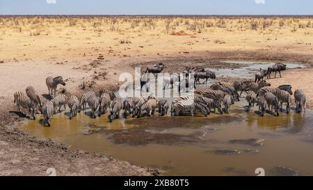 Eine Zebras-Herde trinkt im Olifantsrus-Camp im Etosha-Nationalpark, Namibia Stockfoto