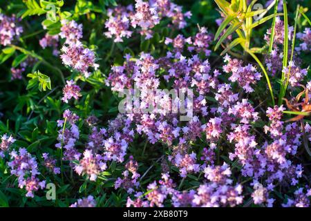 Eine Gruppe lila Blumen blüht im Gartengras. Stockfoto