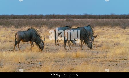 3 blaue Gnus im Etosha-Nationalpark, Namibia Stockfoto