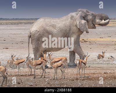 Ein Elefant, der sich mit Wasser besprüht, während die Springböcke im Etosha-Nationalpark, Namibia, beobachten Stockfoto