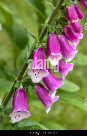 Digitalis purpurea roter Fingerhut im Garten Foxglove Stockfoto