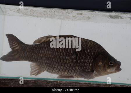 Preußischer Karpfen im englischen See gefunden Stockfoto