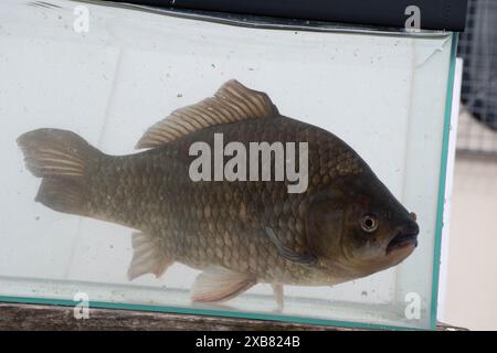 Preußischer Karpfen im englischen See gefunden Stockfoto